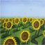 „Слънчогледи“